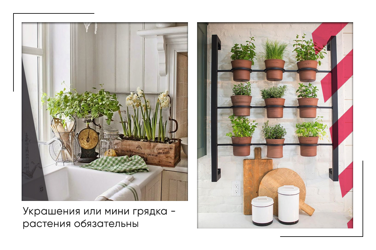 растения на кухне